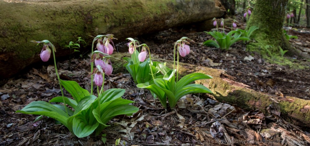 Pink Lady's Slippers - cypripedium acaule © 2015 Patty Hankins