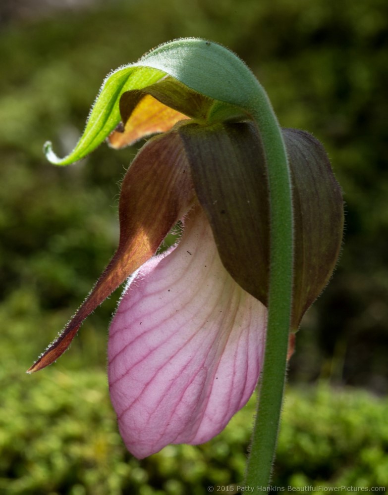 Pink Lady's Slipper - cypripedium acaule © 2015 Patty Hankins