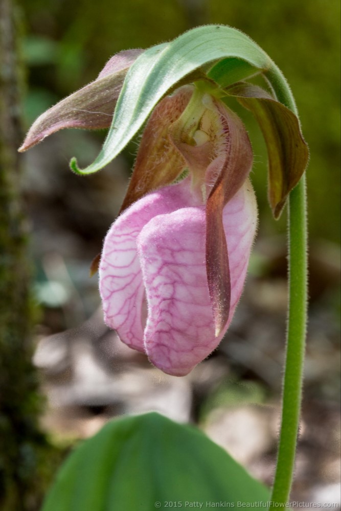 Pink Lady's Slipper - cypripedium acaule © 2015 Patty Hankins