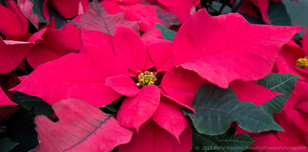 Advantage Red Poinsettia  © 2015 Patty Hankins