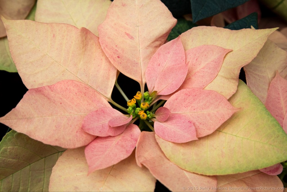 Autumn Leaves Poinsettia © 2015 Patty Hankins