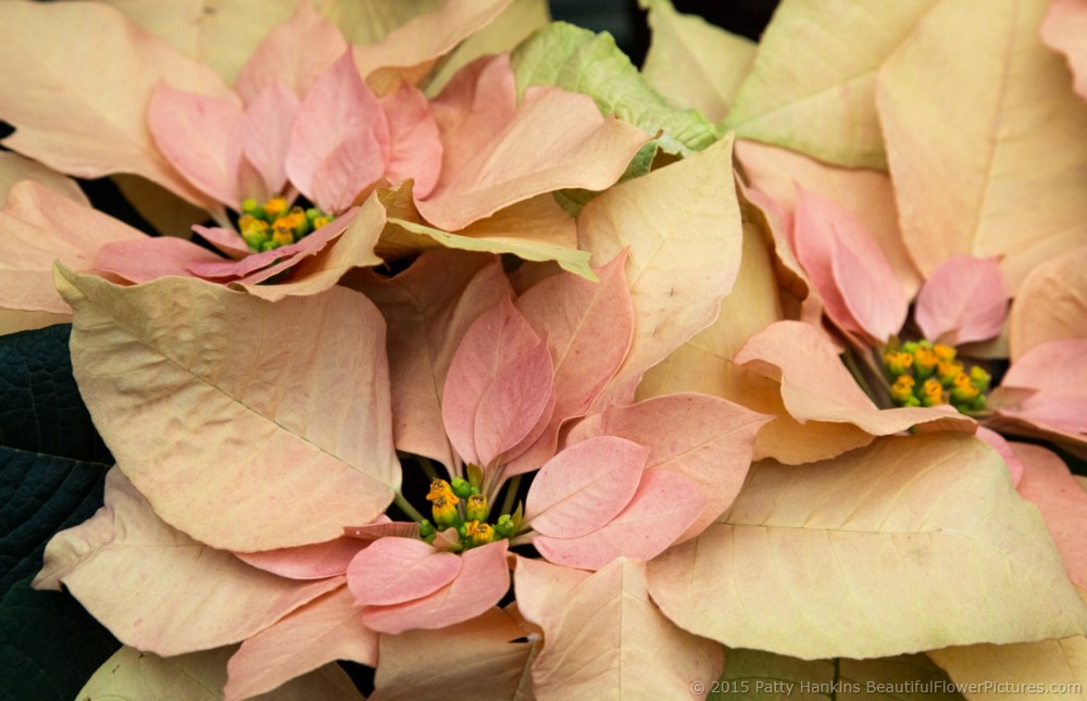 Autumn Leaves Poinsettia © 2015 Patty Hankins