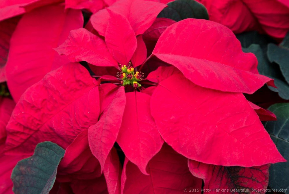 Brilliant Red Poinsettia © 2015 Patty Hankins