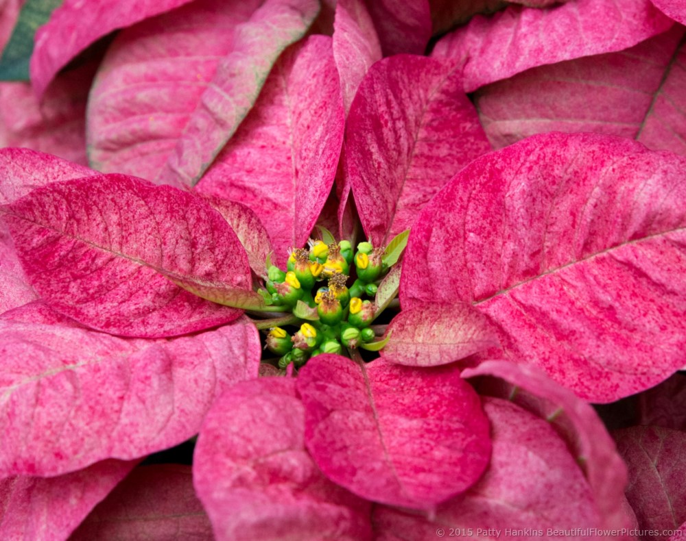 Christmas Beauty Queen Poinsettia  © 2015 Patty Hankins