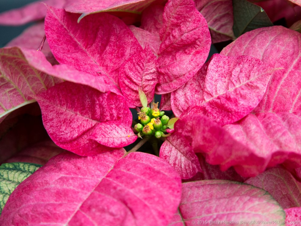 Christmas Beauty Queen Poinsettia  © 2015 Patty Hankins