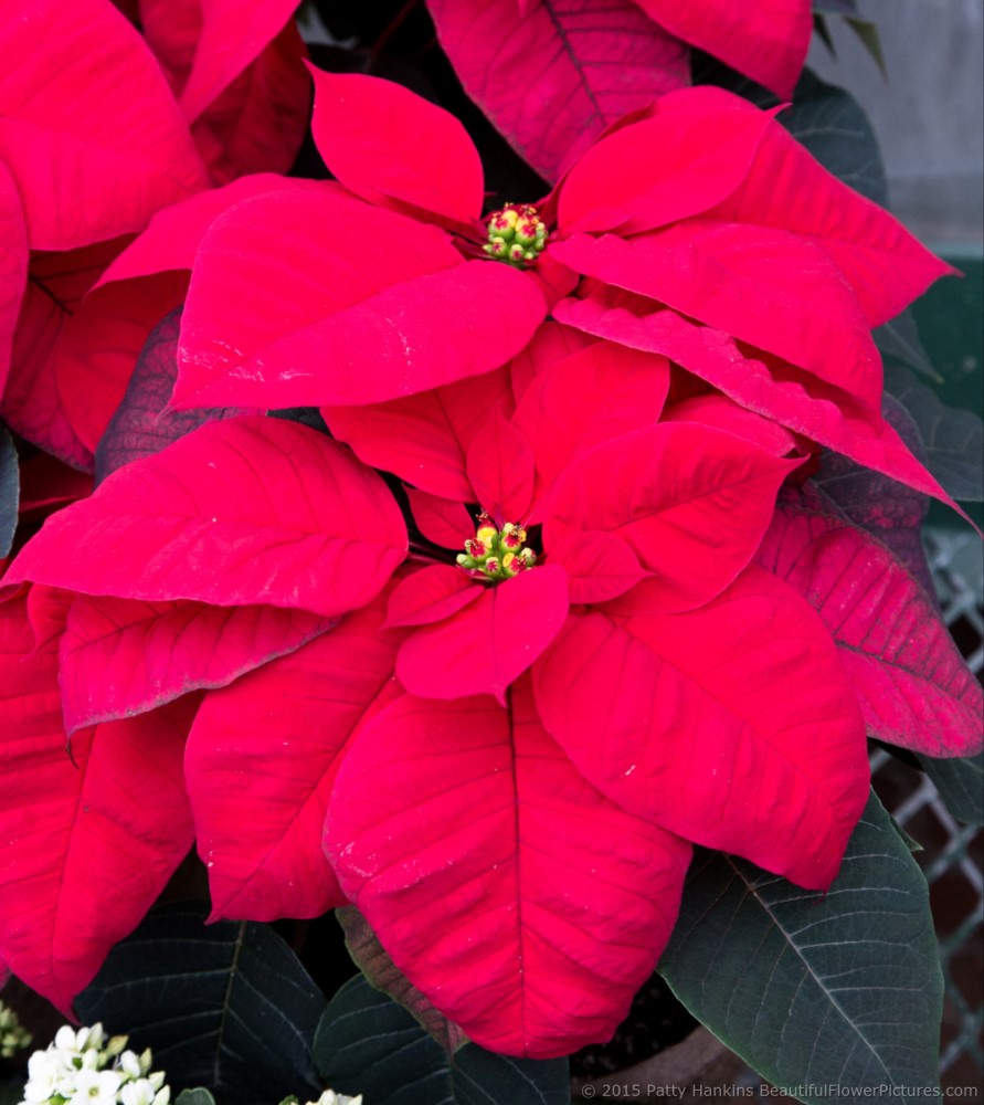 Christmas Beauty Red Poinsettia  © 2015 Patty Hankins