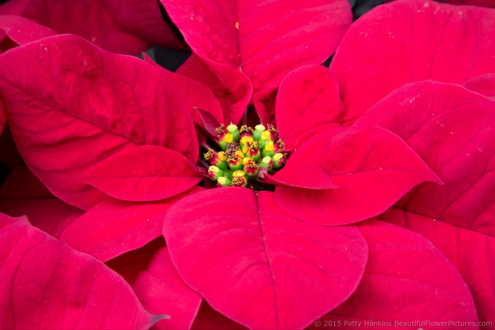 Christmas Beauty Red Poinsettia  © 2015 Patty Hankins