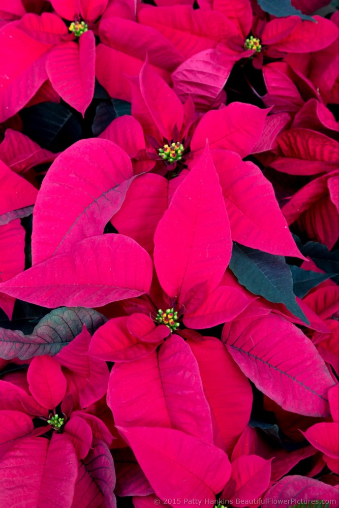 Dramatic  Red Poinsettia  © 2015 Patty Hankins