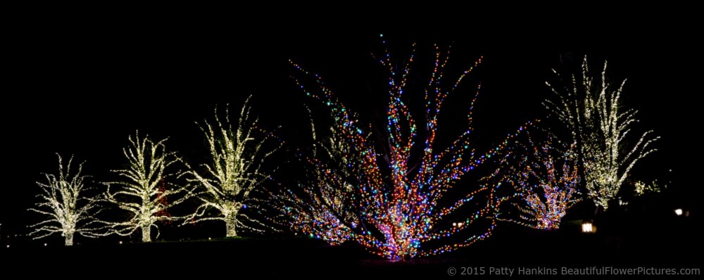 Outdoor Lights, Christmas at Longwood Gardens © 2015 Patty Hankins