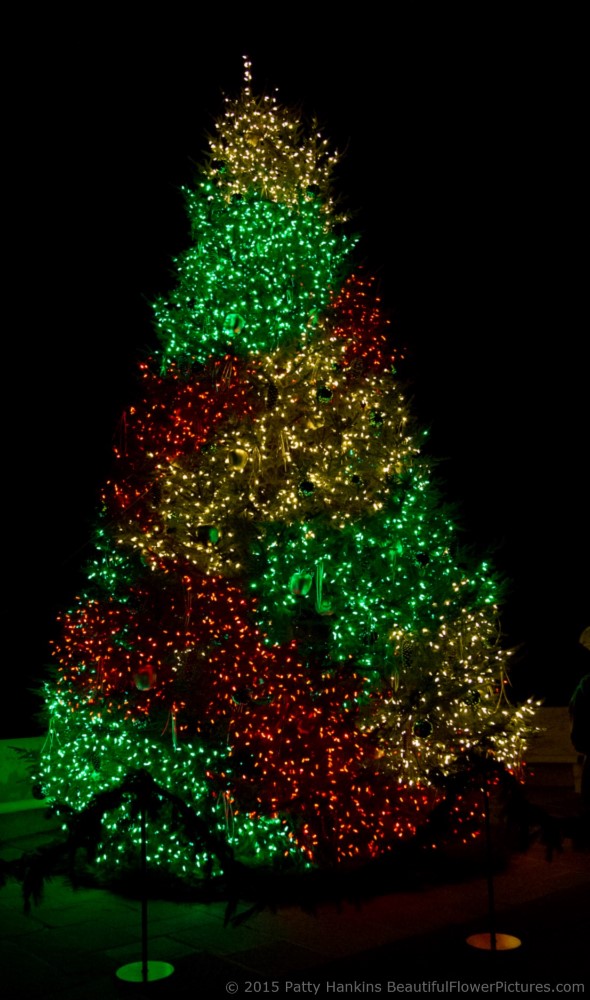 Outdoor Lights, Christmas at Longwood Gardens © 2015 Patty Hankins