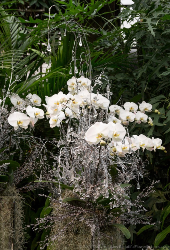 Christmas in the Tropical Terrace, Longwood Gardens © 2015 Patty Hankins