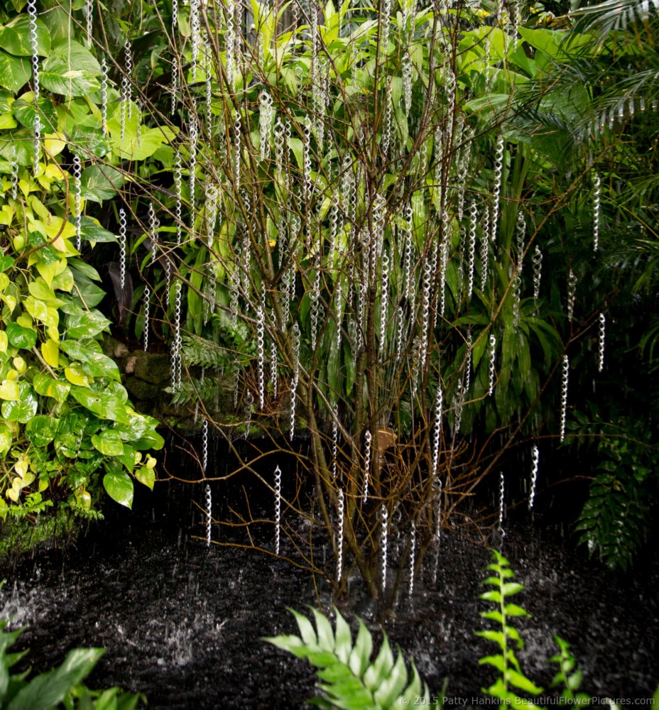 Christmas in the Tropical Terrace, Longwood Gardens © 2015 Patty Hankins