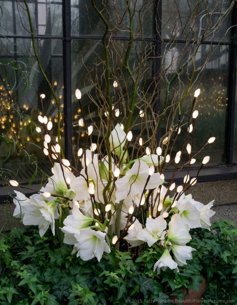 Christmas in the Acacia Passage, Longwood Gardens © 2015 Patty Hankins