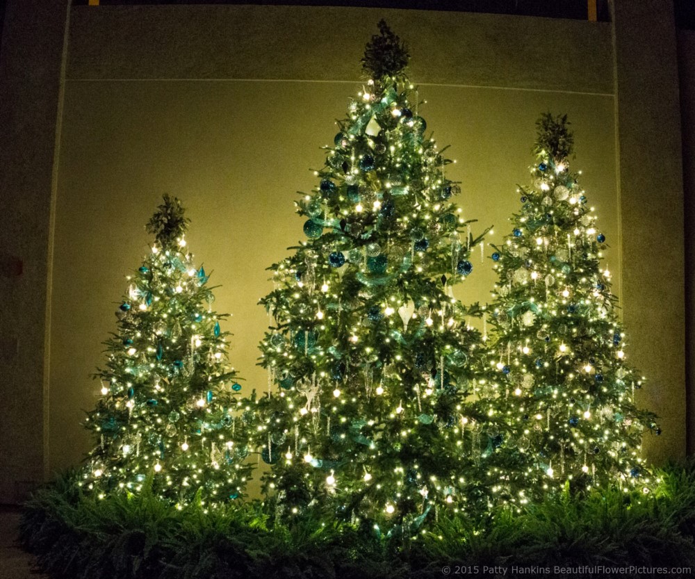 Christmas Trees in the East Conservatory, Longwood Gardens © 2015 Patty Hankins