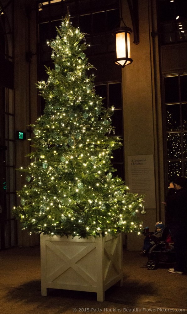 Christmas Trees in the East Conservatory, Longwood Gardens © 2015 Patty Hankins