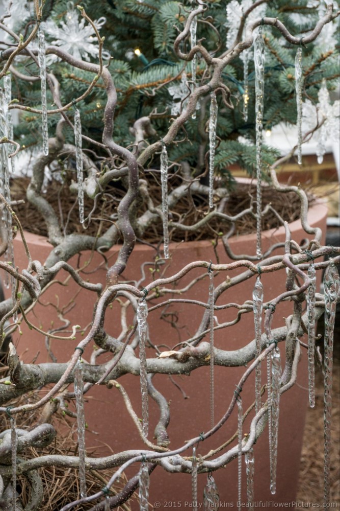 Christmas in the Estate Fruit House, Longwood Gardens © 2015 Patty Hankins