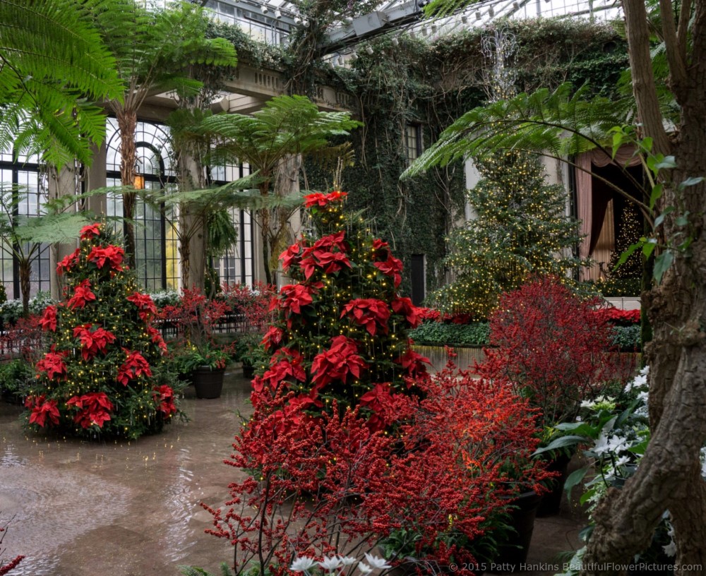 Christmas in the Exhibition Hall, Longwood Gardens © 2015 Patty Hankins