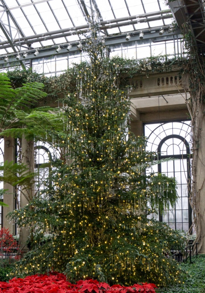 Christmas in the Exhibition Hall, Longwood Gardens © 2015 Patty Hankins