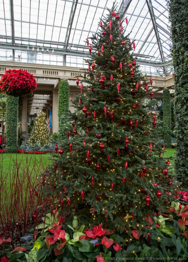 Christmas in the Exhibition Hall, Longwood Gardens © 2015 Patty Hankins