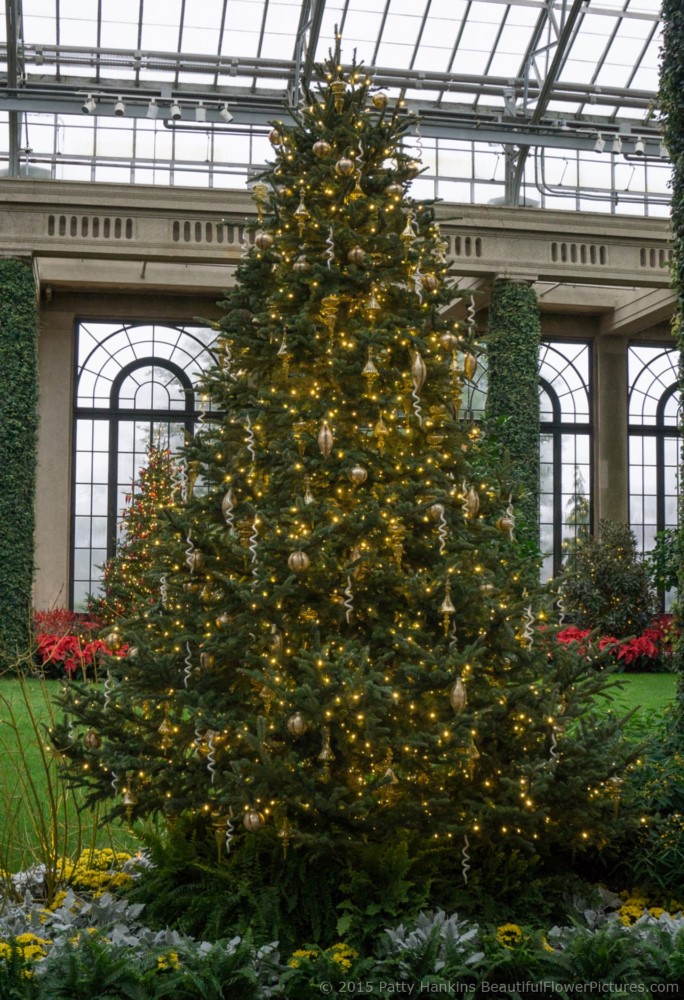 Christmas in the Exhibition Hall, Longwood Gardens © 2015 Patty Hankins