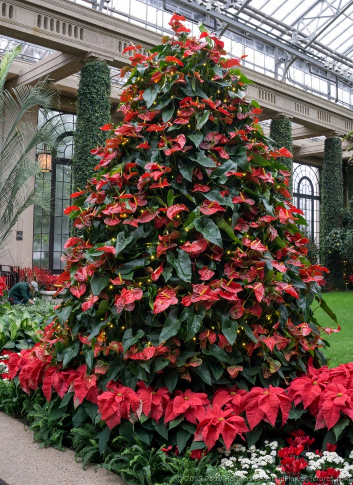 Anthurium Tree, Christmas in the Exhibition Hall, Longwood Gardens © 2015 Patty Hankins