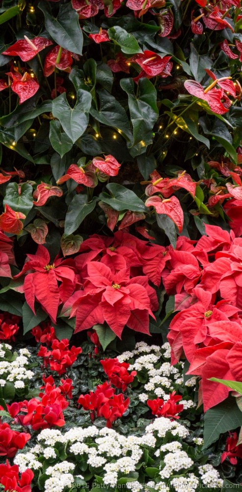 Anthurium, Poinsettias, and Florist's Cyclamen, Christmas in the Main Conservatory, Longwood Gardens © 2015 Patty Hankins