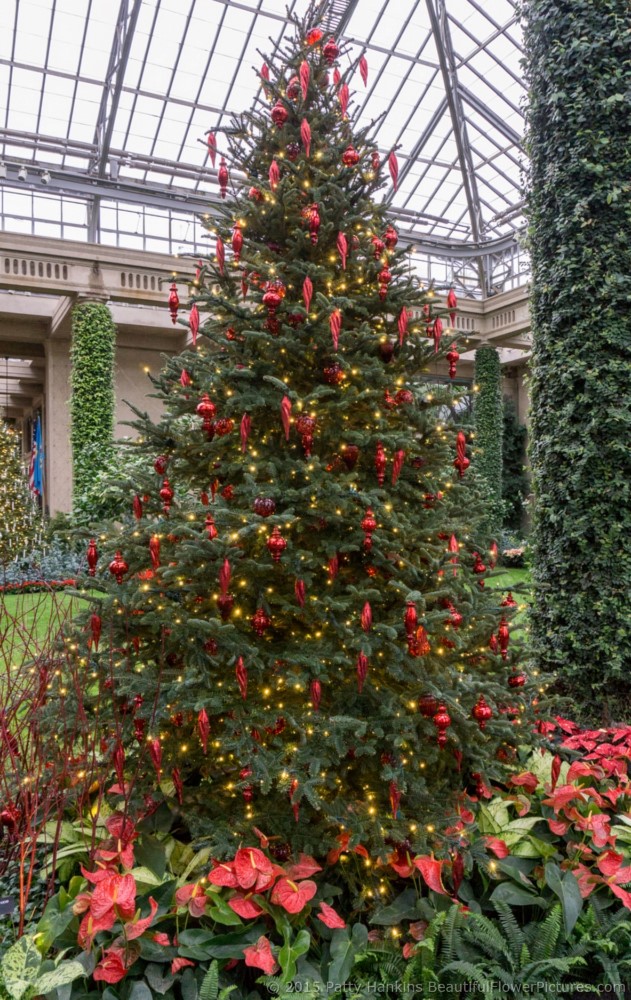 Christmas in the Exhibition Hall, Longwood Gardens © 2015 Patty Hankins