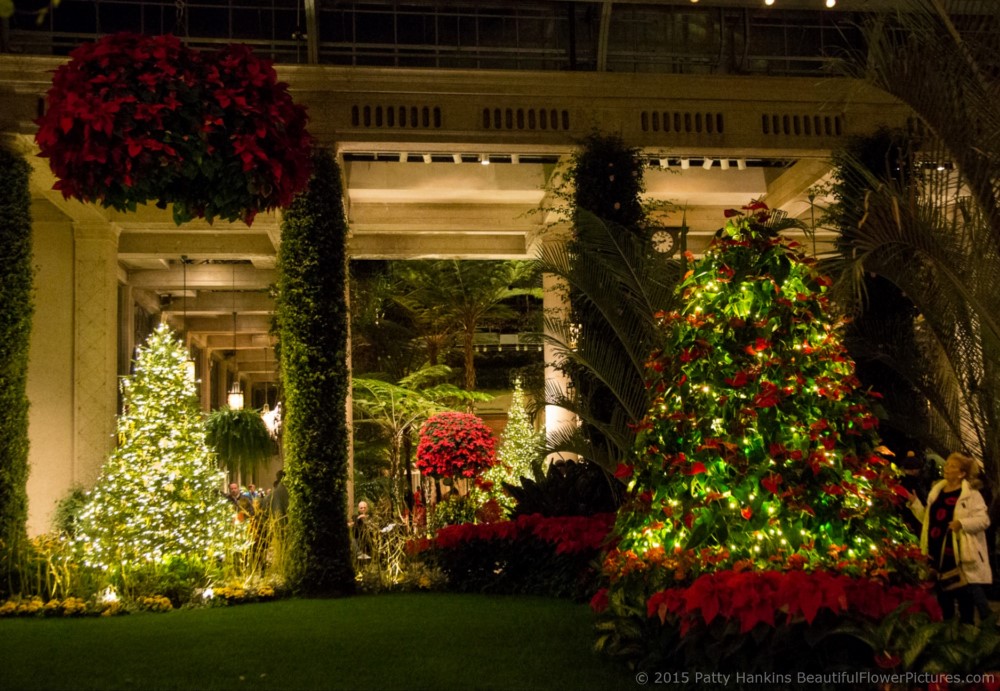 Christmas in the Exhibition Hall, Longwood Gardens © 2015 Patty Hankins