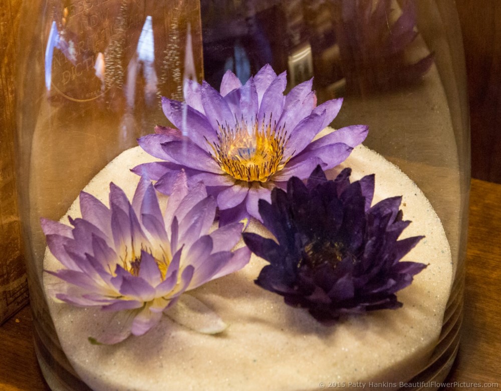 Water Lilies in the Music Room - Christmas at Longwood Gardens © 2015 Patty Hankins