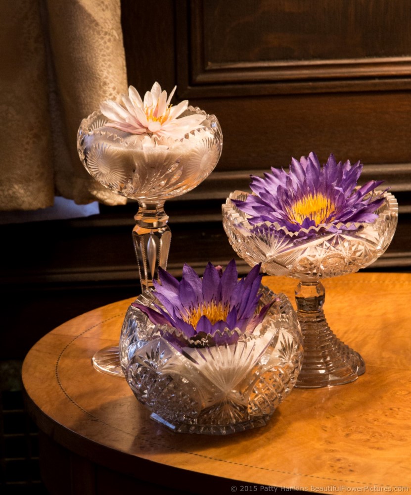 Water Lilies in the Music Room - Christmas at Longwood Gardens © 2015 Patty Hankins