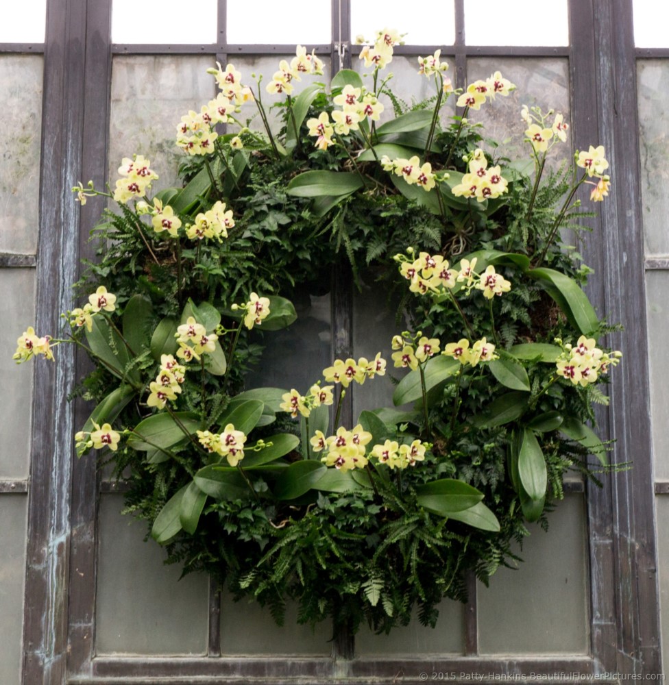 Christmas in the Orchid Room, Longwood Gardens © 2015 Patty Hankins