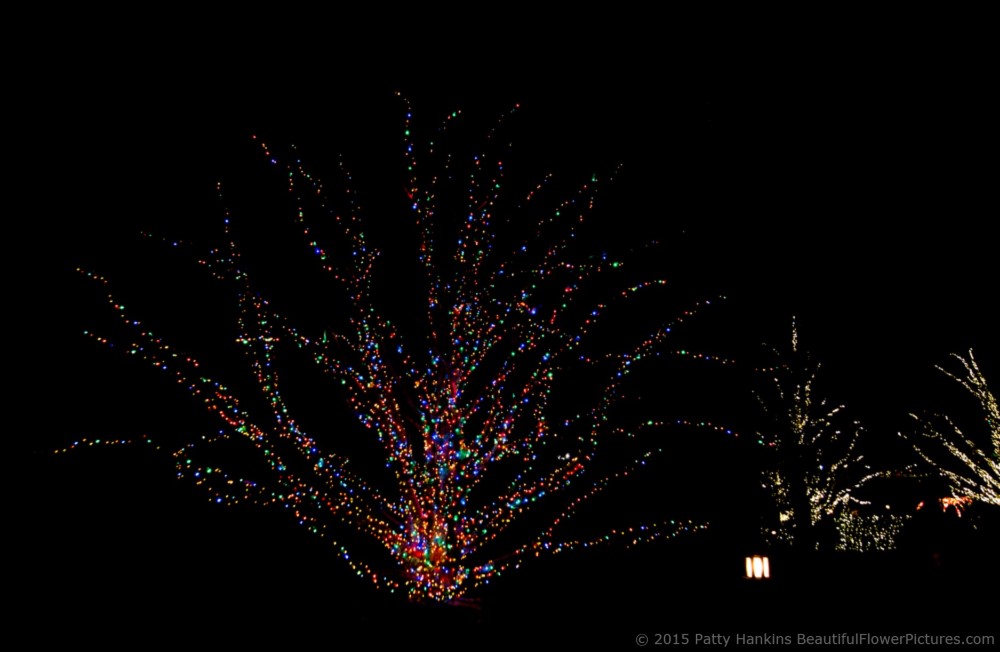 Outdoor Lights, Christmas at Longwood Gardens © 2015 Patty Hankins