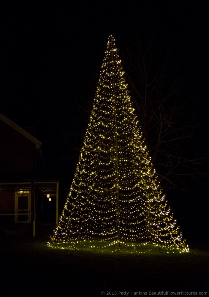 Outdoor Lights, Christmas at Longwood Gardens © 2015 Patty Hankins