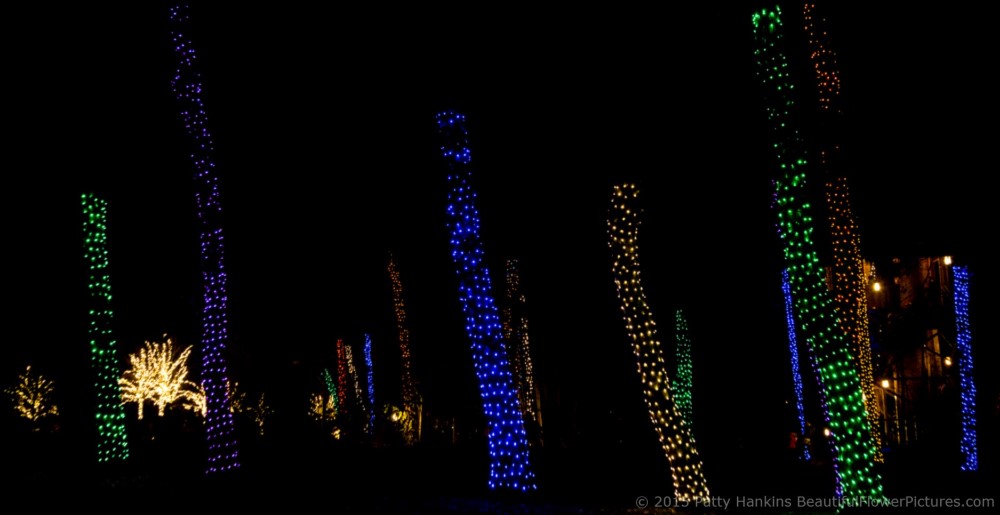 Outdoor Lights, Christmas at Longwood Gardens © 2015 Patty Hankins