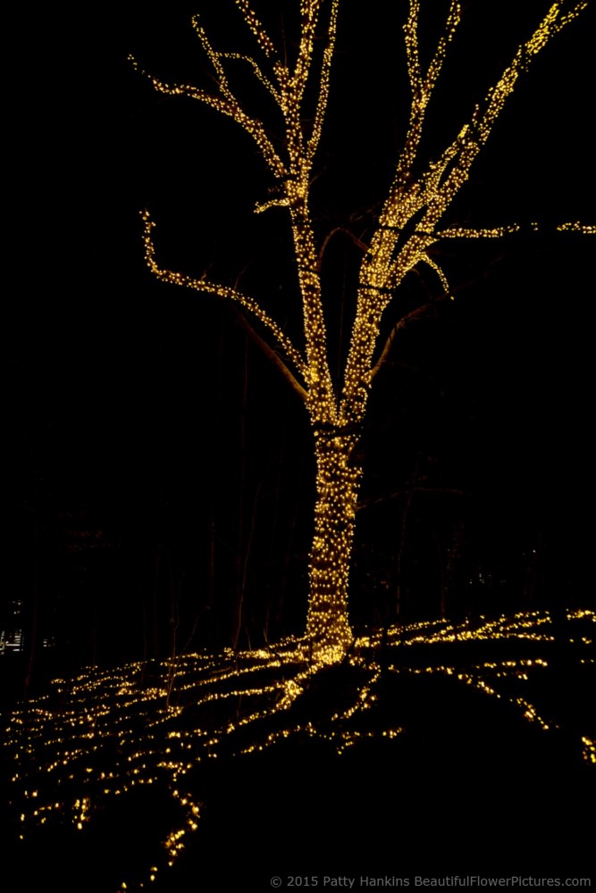 Outdoor Lights, Christmas at Longwood Gardens © 2015 Patty Hankins