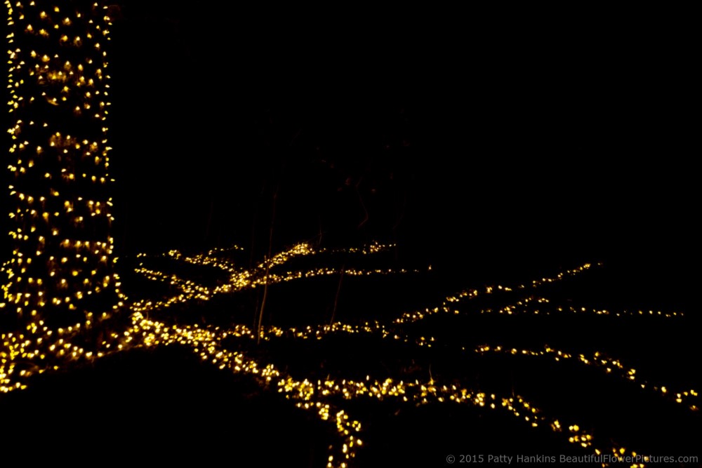 Outdoor Lights, Christmas at Longwood Gardens © 2015 Patty Hankins