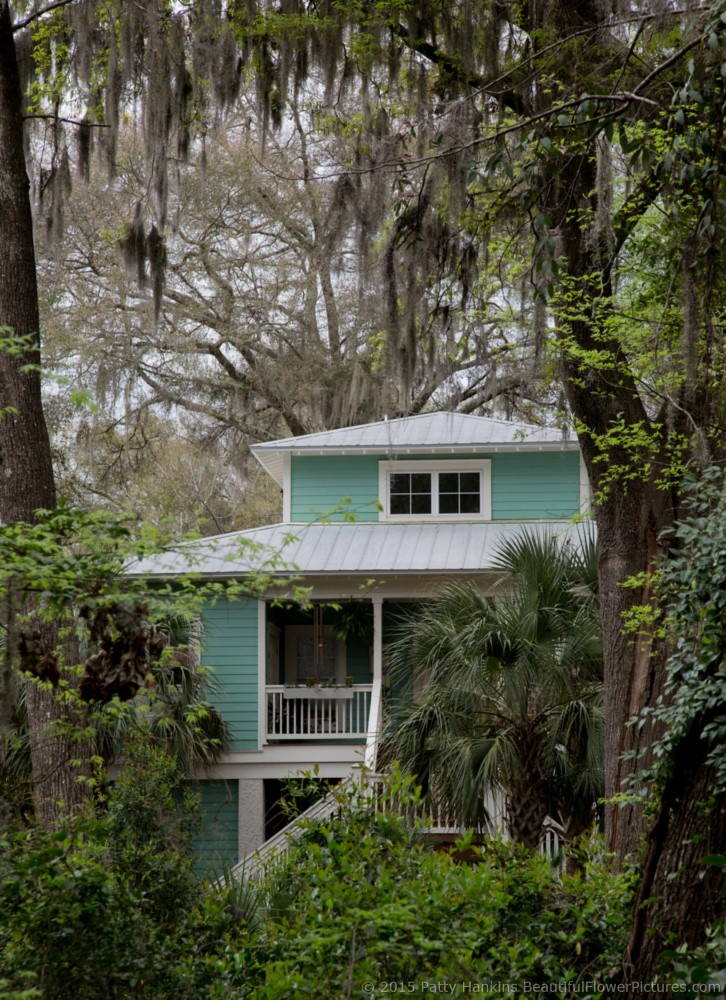 House among the trees, Bluffton, SC © 2015 Patty Hankins