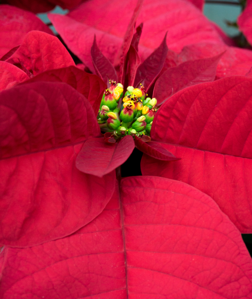 Christmas Day Red Poinsettia © 2015 Patty Hankins