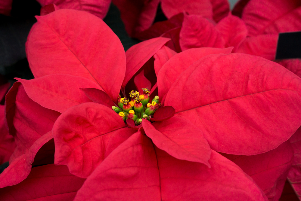 Christmas Glamour Poinsettia © 2015 Patty Hankins