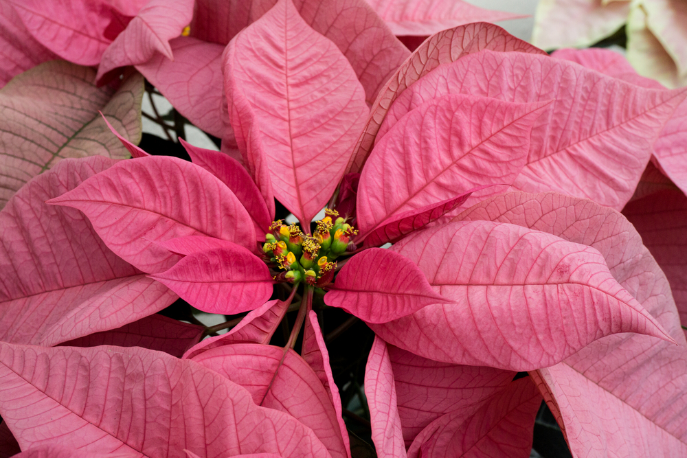 Christmas Joy Pink Poinsettia © 2015 Patty Hankins