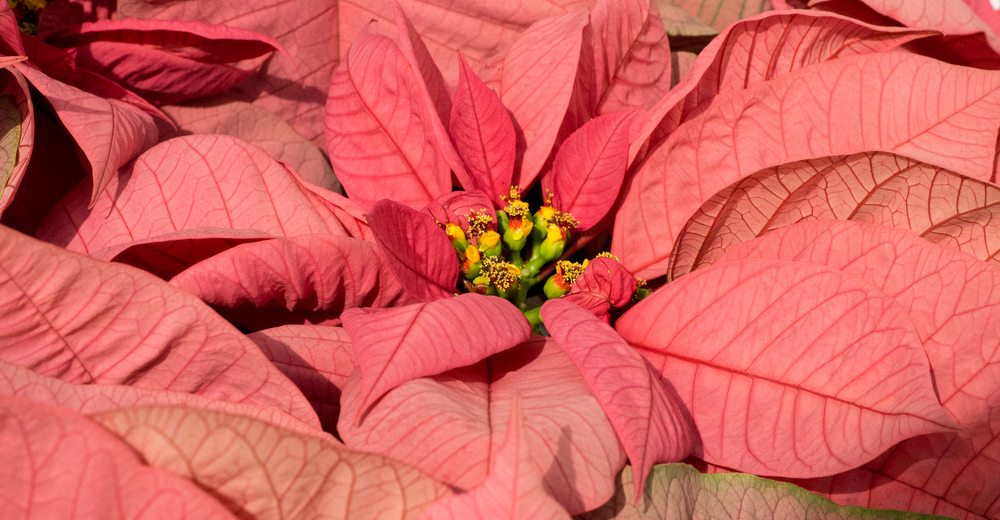 Christmas Joy Pink Poinsettia © 2015 Patty Hankins