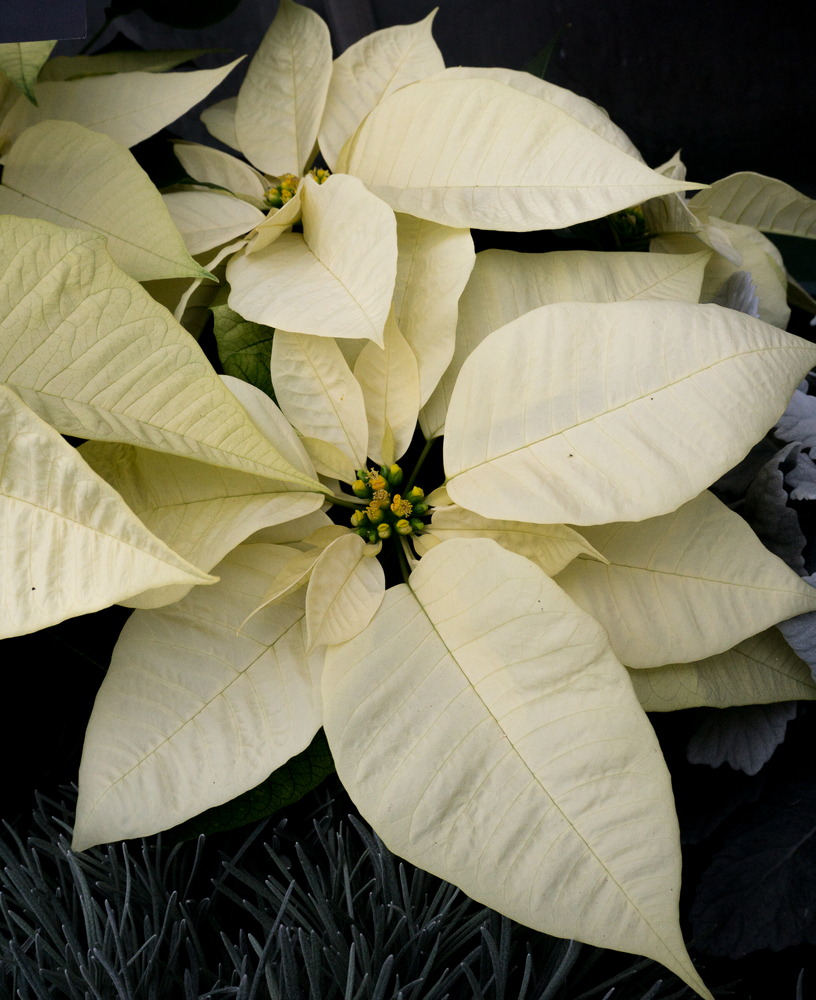 Christmas Joy White Poinsettia © 2015 Patty Hankins