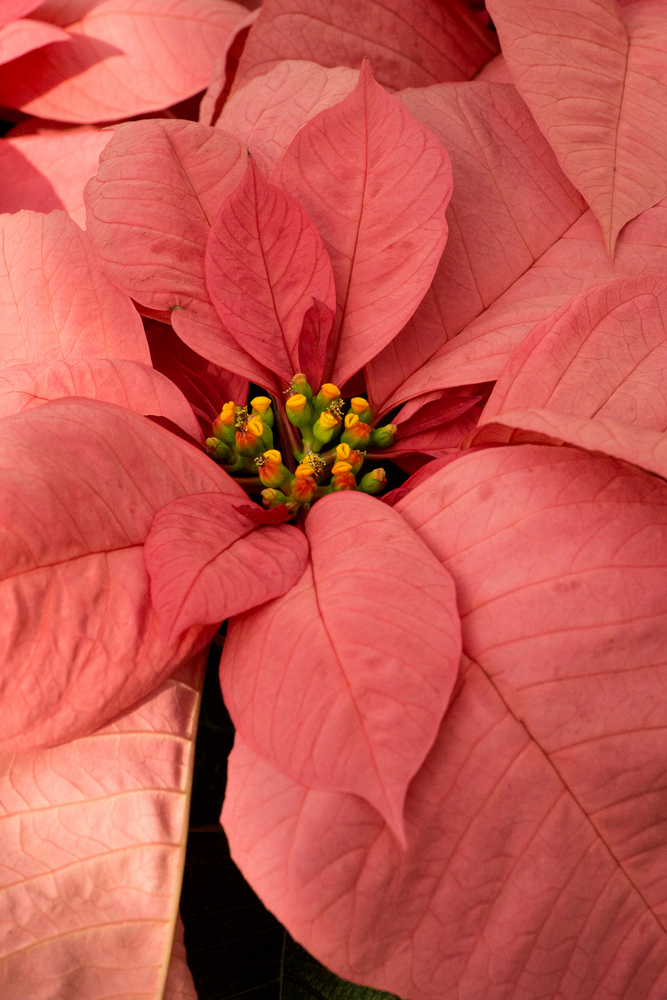 Christmas Party Poinsettia © 2015 Patty Hankins