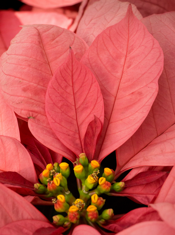 Christmas Party Poinsettia © 2015 Patty Hankins