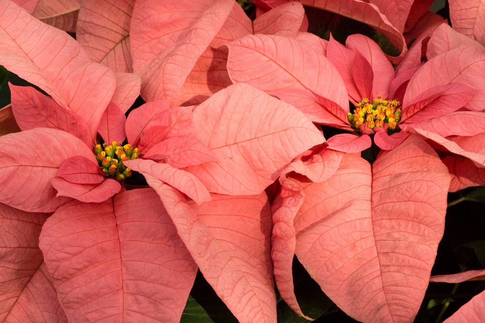 Christmas Party Poinsettia © 2015 Patty Hankins