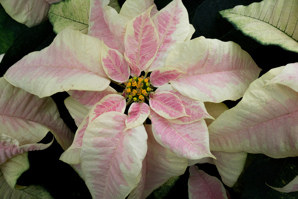 Christmas Season Marble Poinsettia © 2015 Patty Hankins