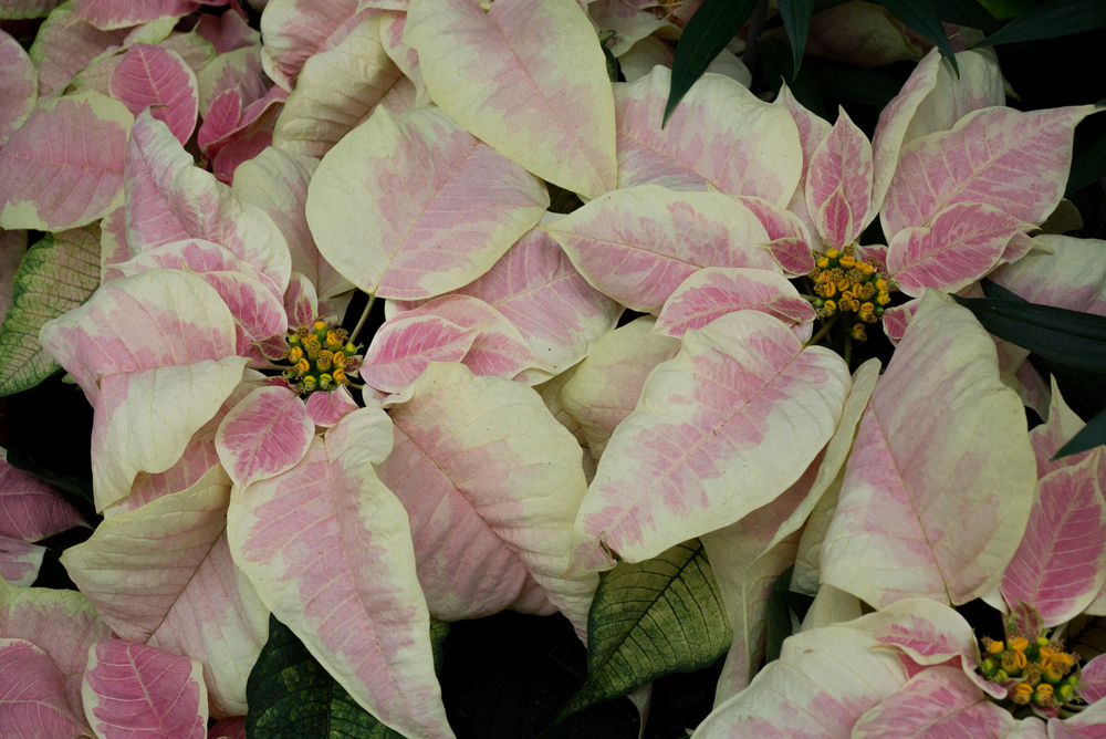 Christmas Season Marble Poinsettia © 2015 Patty Hankins