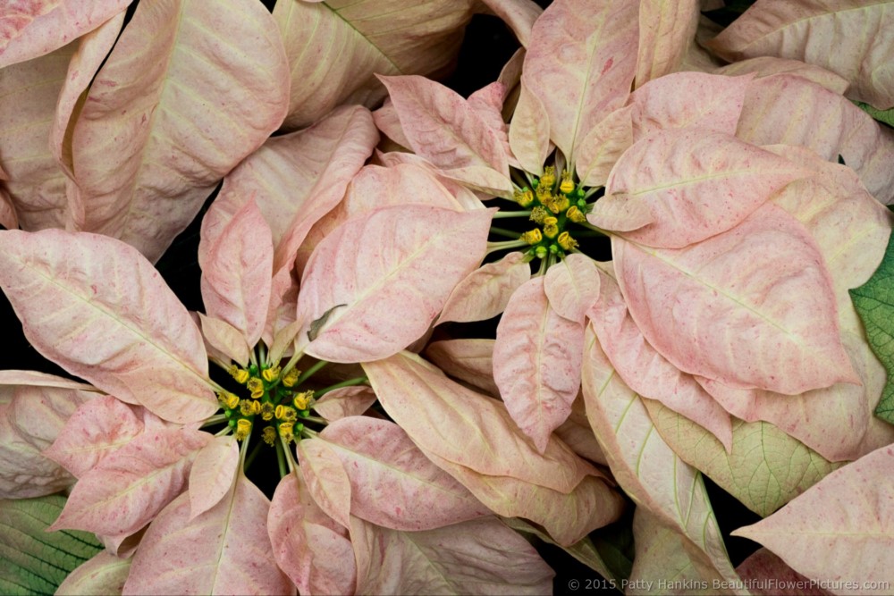 Cinnamon Star Poinsettia © 2015 Patty Hankins