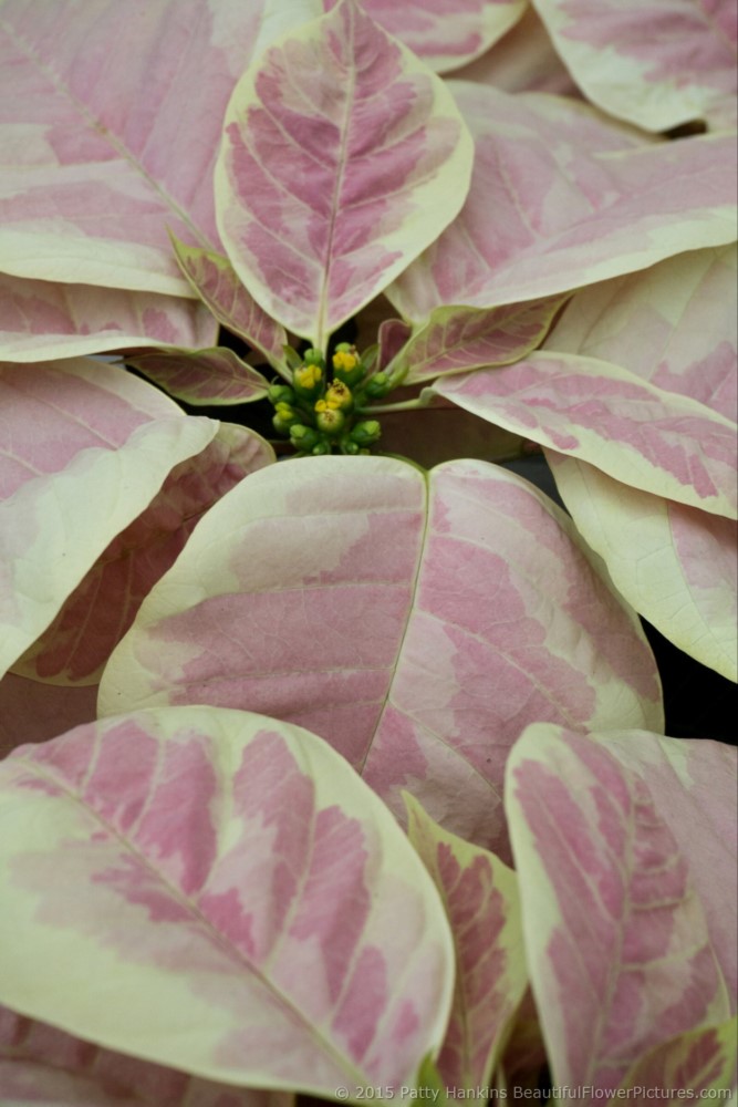 Infinity Marble Poinsettia © 2015 Patty Hankins