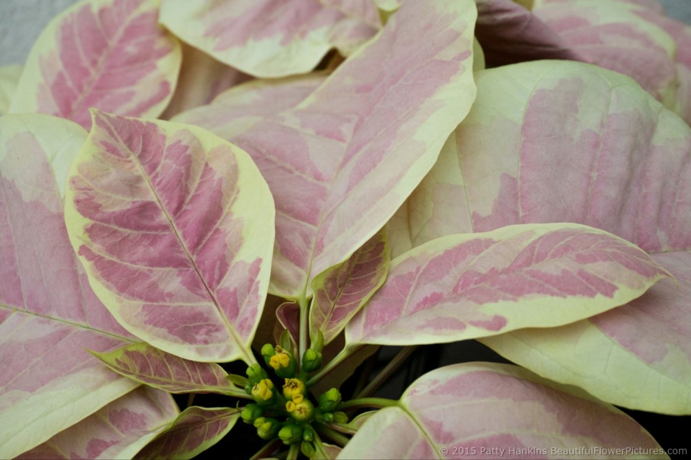 Infinity Marble Poinsettia © 2015 Patty Hankins